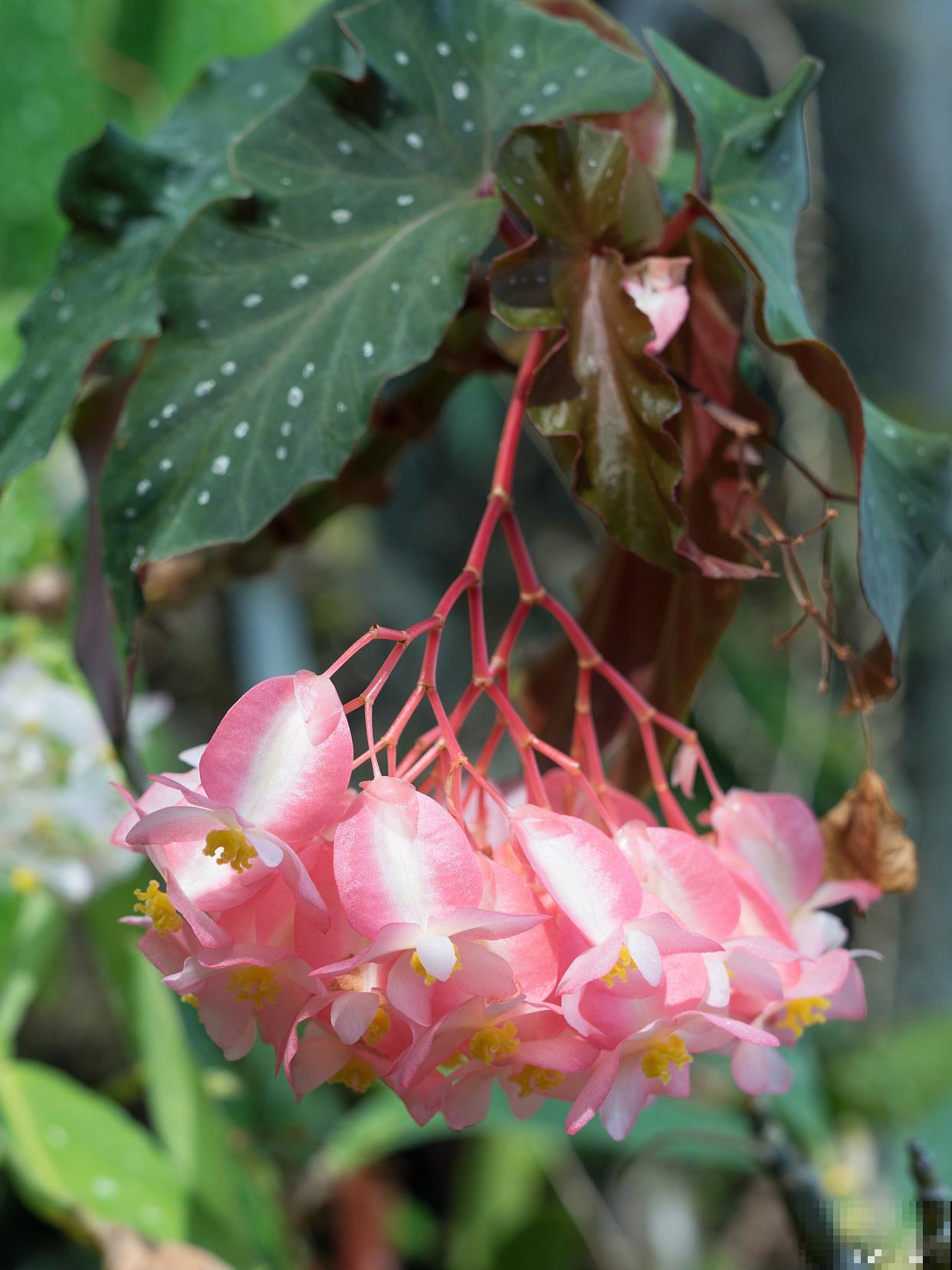 竹节海棠怎么养? 竹节海棠怎么养?