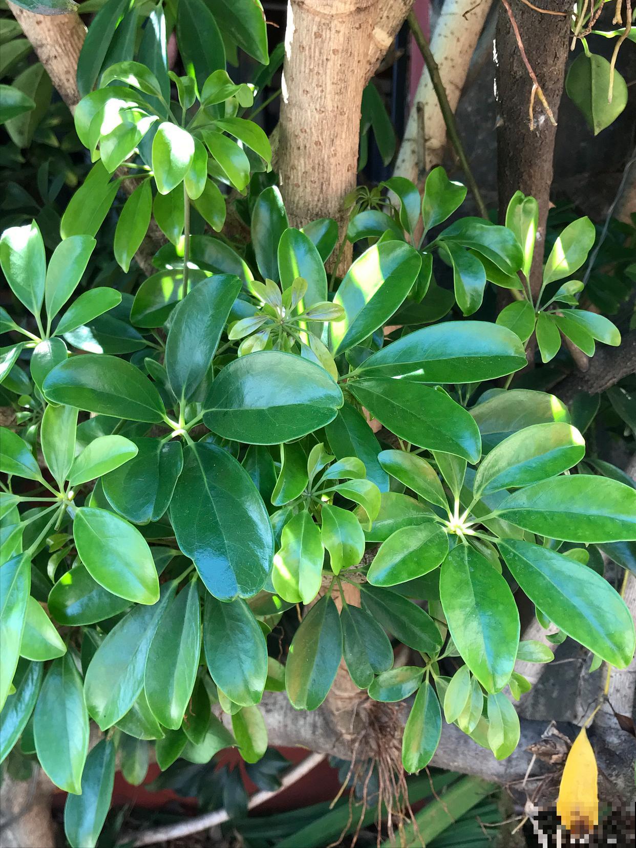 鹅掌柴用什么肥料 鹅掌柴用什么肥料