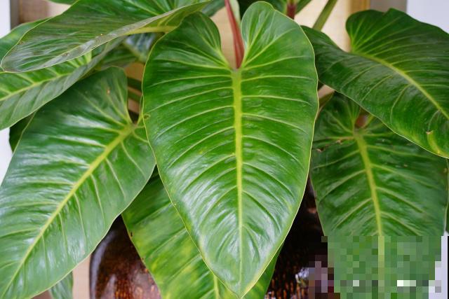 金钻如何分盆的？