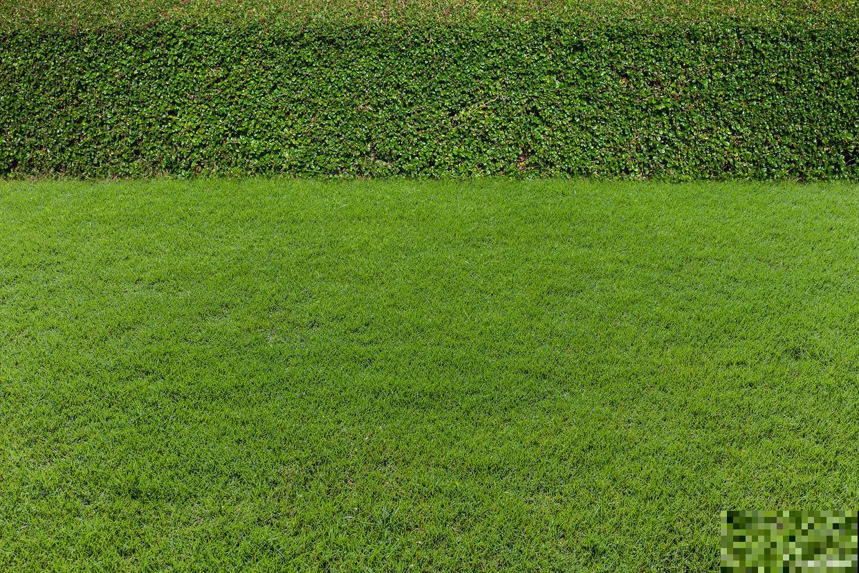 草坪种子怎么种植方法