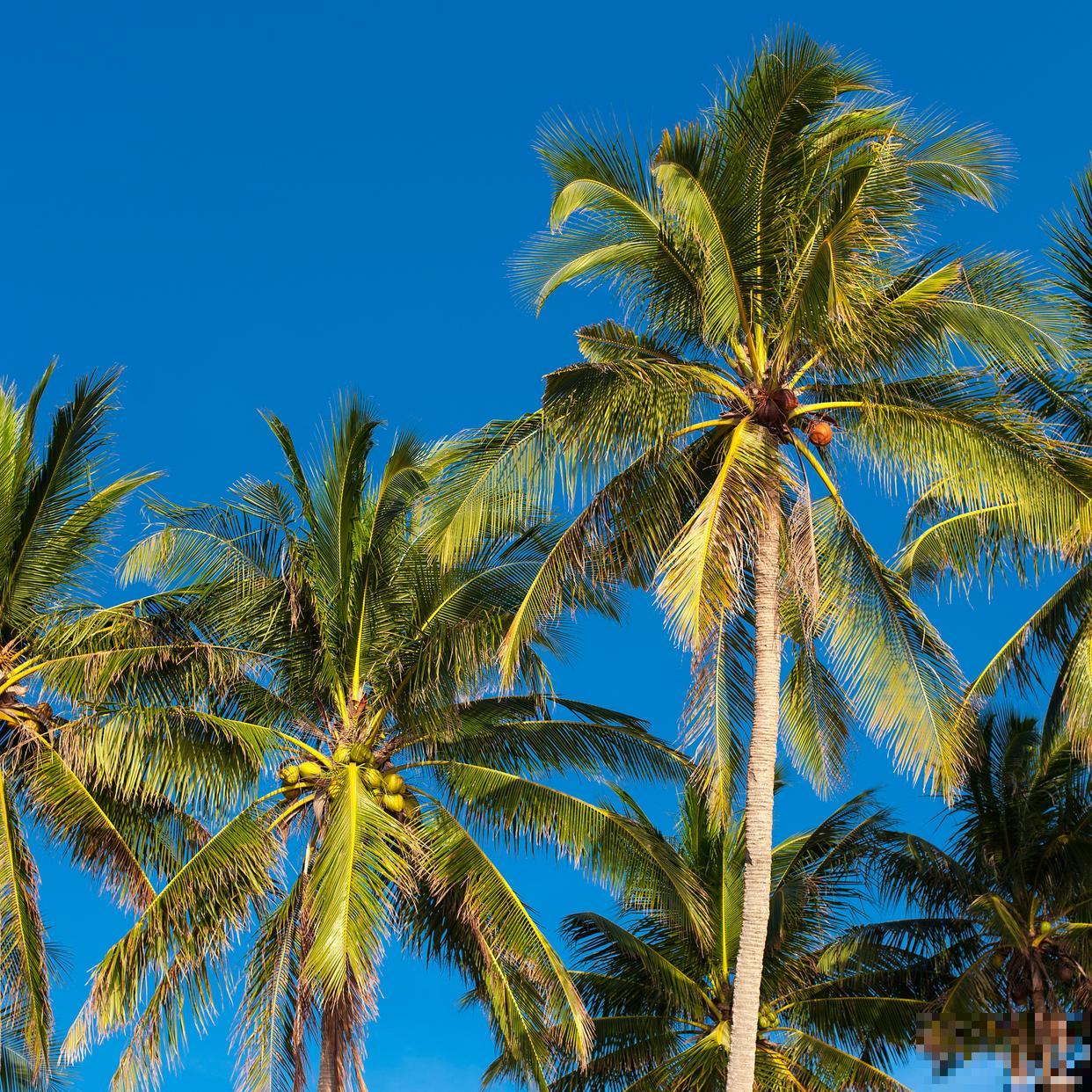 椰子树怎么养殖？