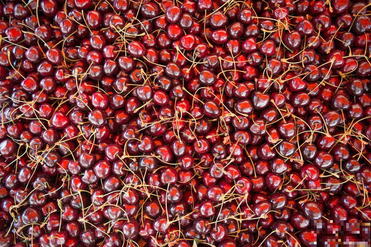 樱桃籽怎么催芽？