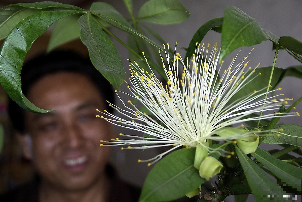 发财树的花有什么作用