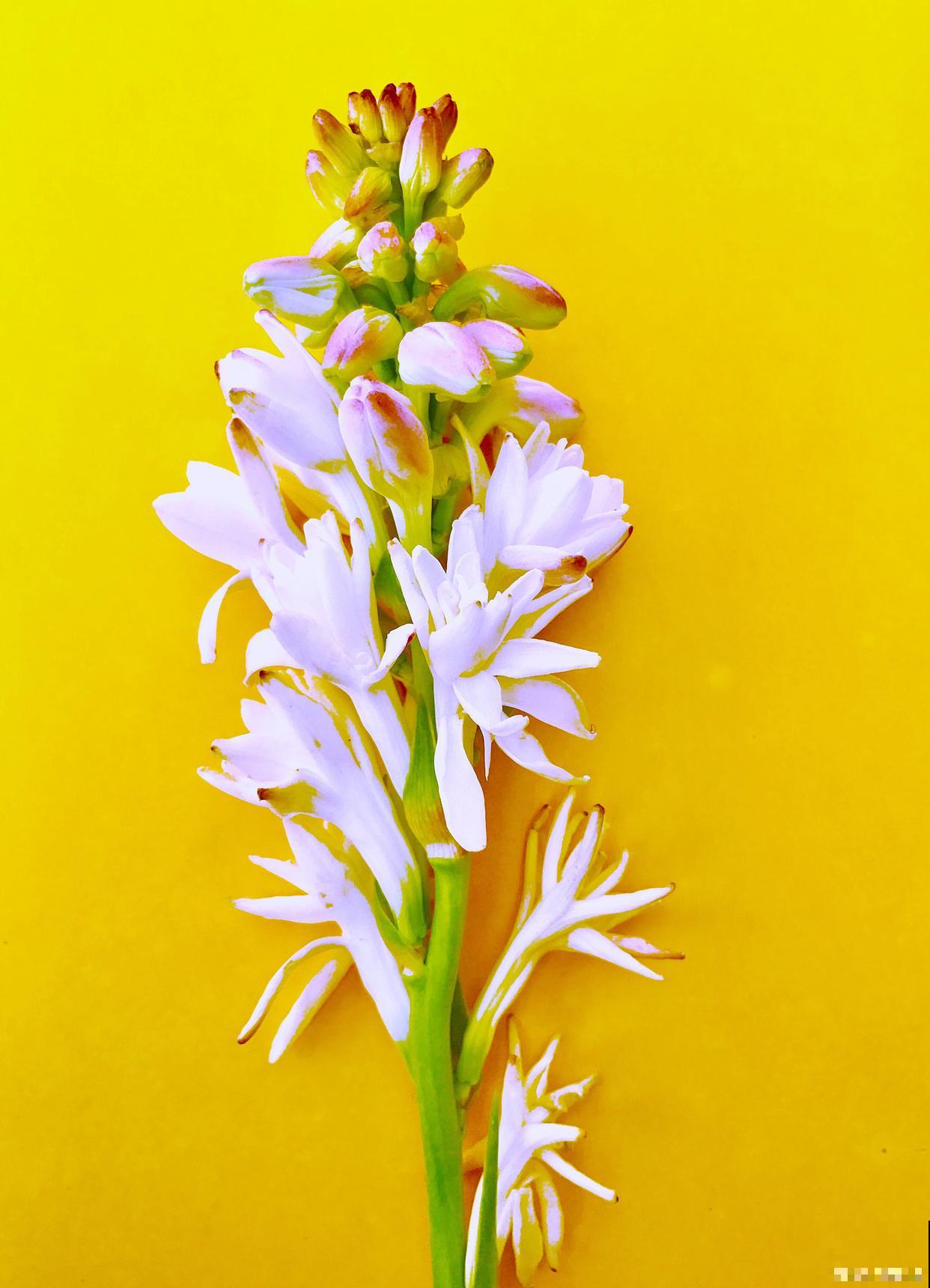 晚香玉多久发芽？