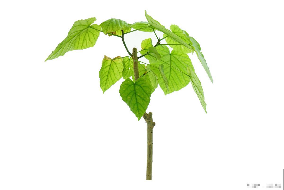 爱心榕适合在家养吗