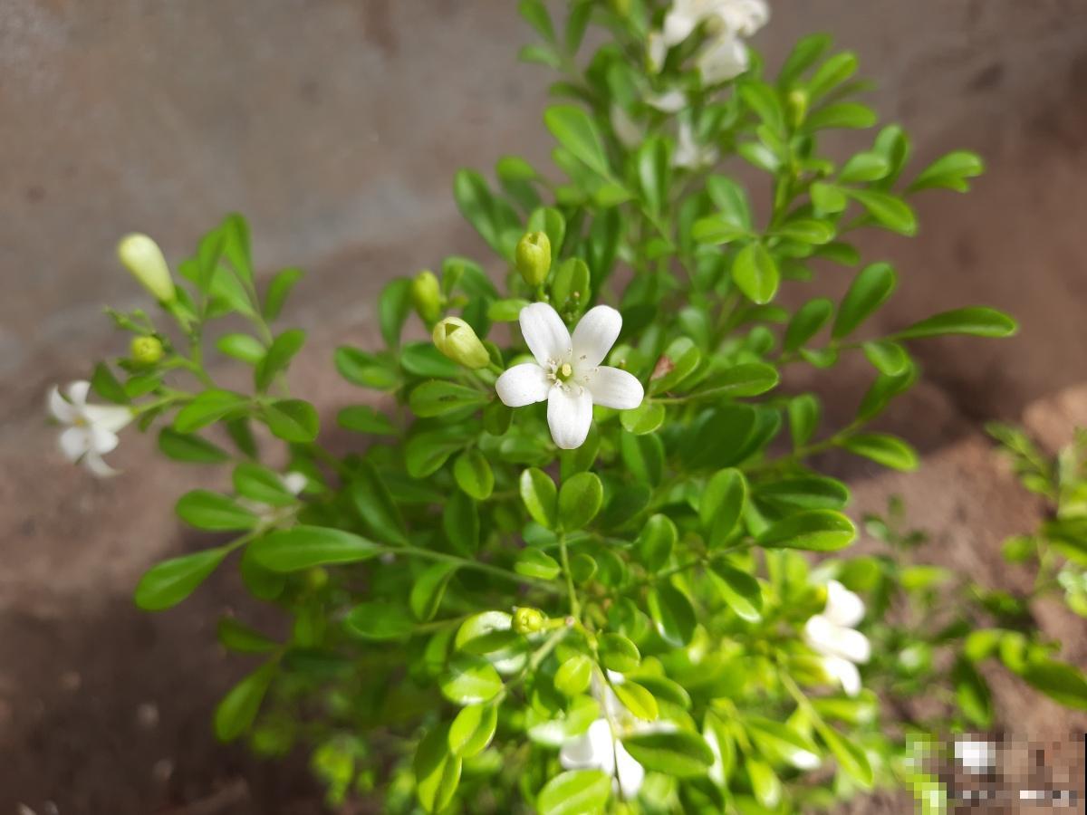 九里香的叶子发白是怎么回事