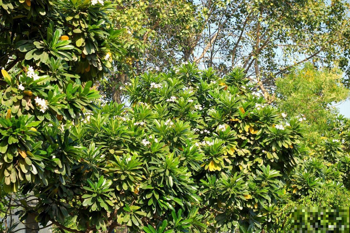 鸭脚木落叶怎么办