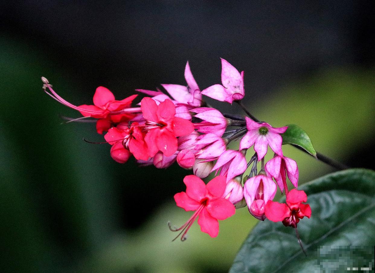 锦带花怎么繁殖？