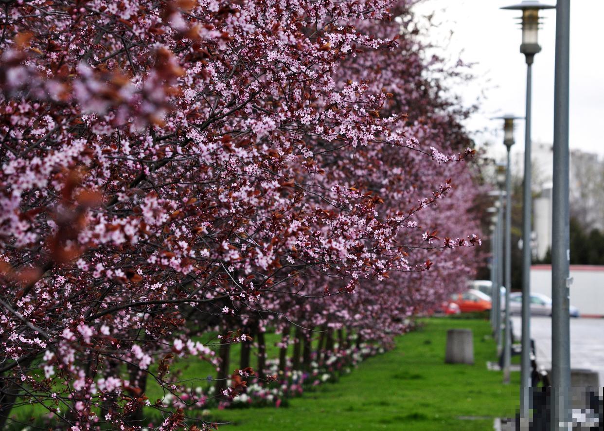 紫叶李开什么颜色的花