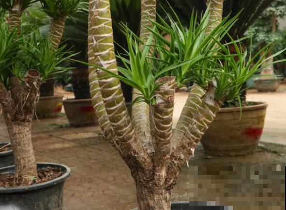 龙血树叶太多了，可以从底部掰掉，掰掉后要注意通风养殖