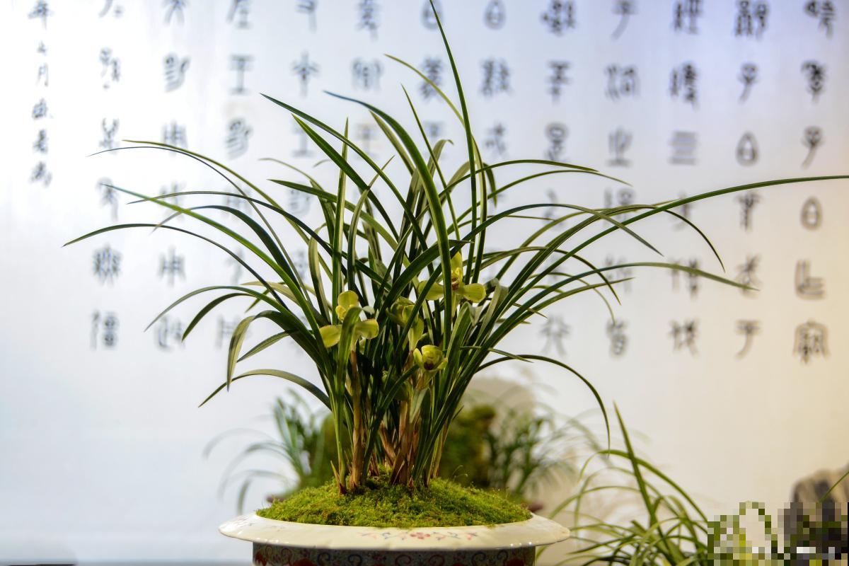 春兰叶尖发黄是什么原因