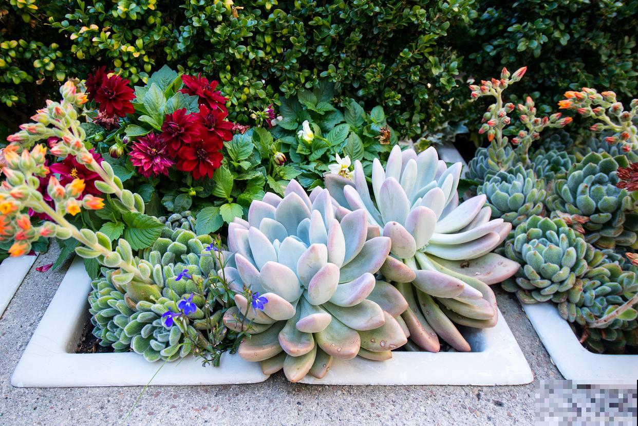 多肉春天怎么养？