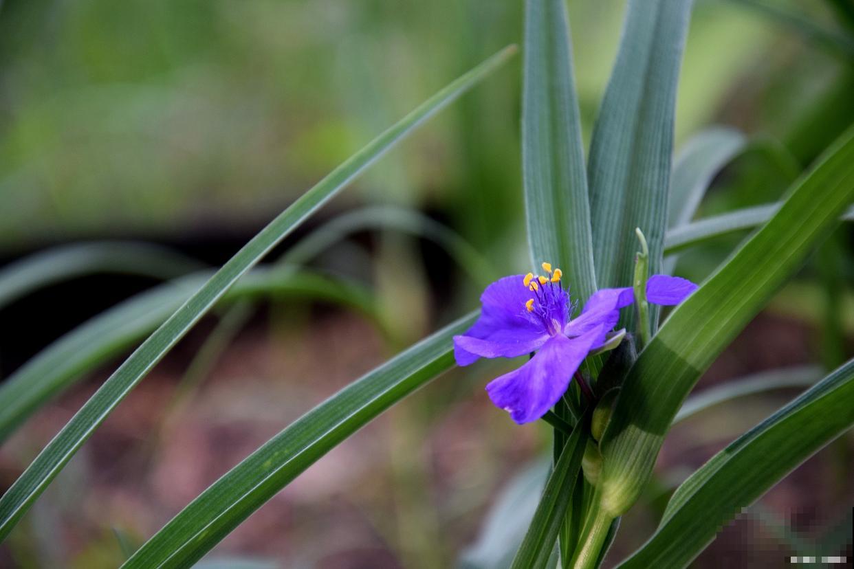 兰草怎么浇水的？