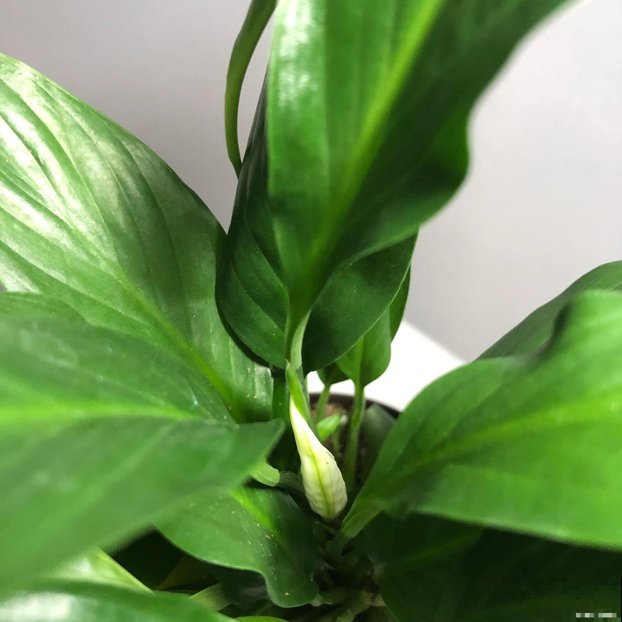 万年青如何养殖？