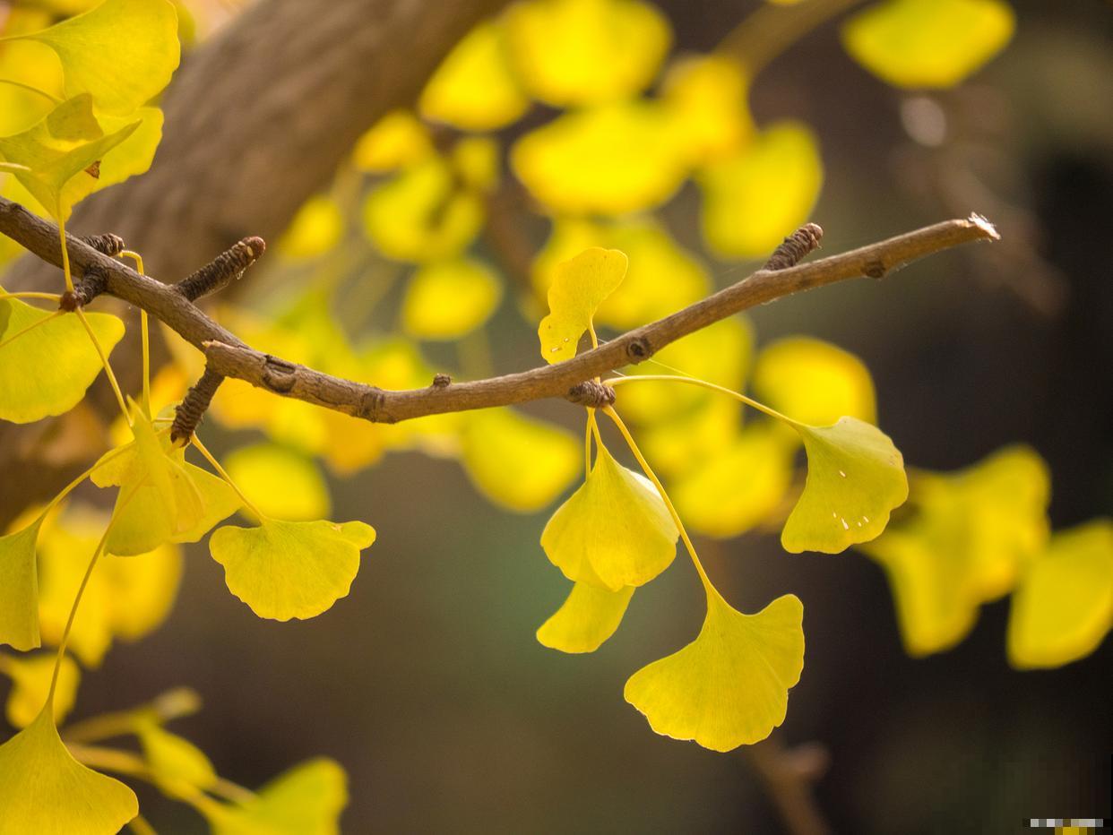 银杏树怎么繁殖? 银杏树怎么繁殖?