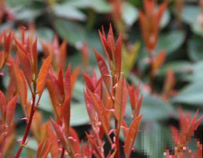 养殖红叶石楠，要想进行修剪，要在这3个时期进行