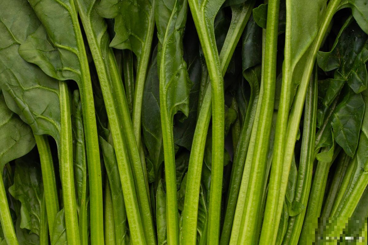 菠菜怎么种才能出得好 菠菜怎么种才能出得好