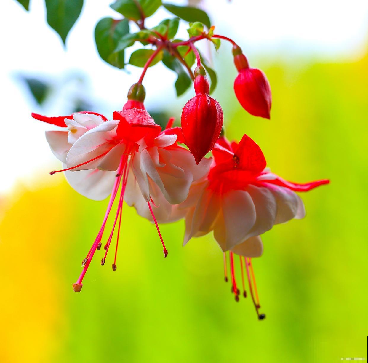 为什么灯笼树会发光