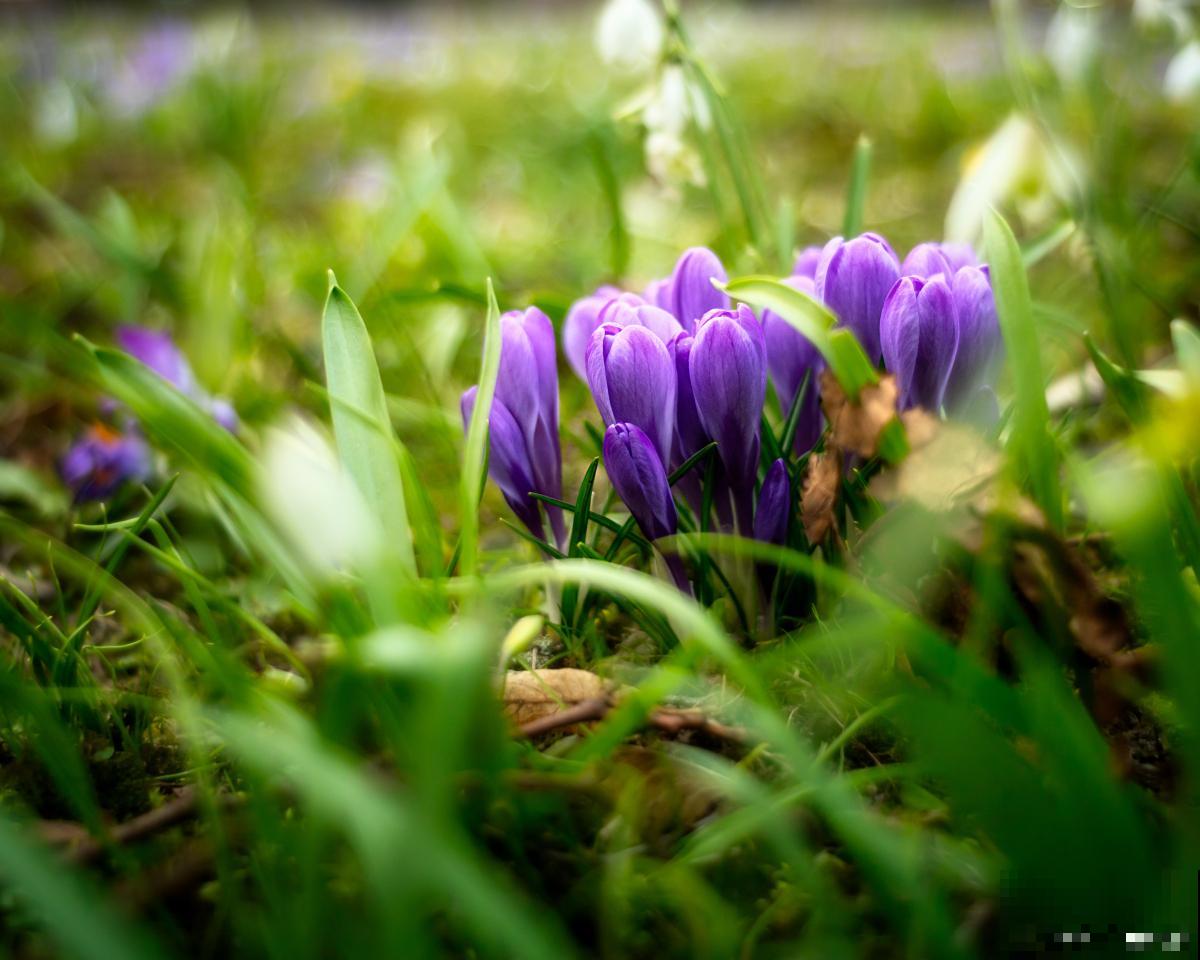 藏红花如何种植？