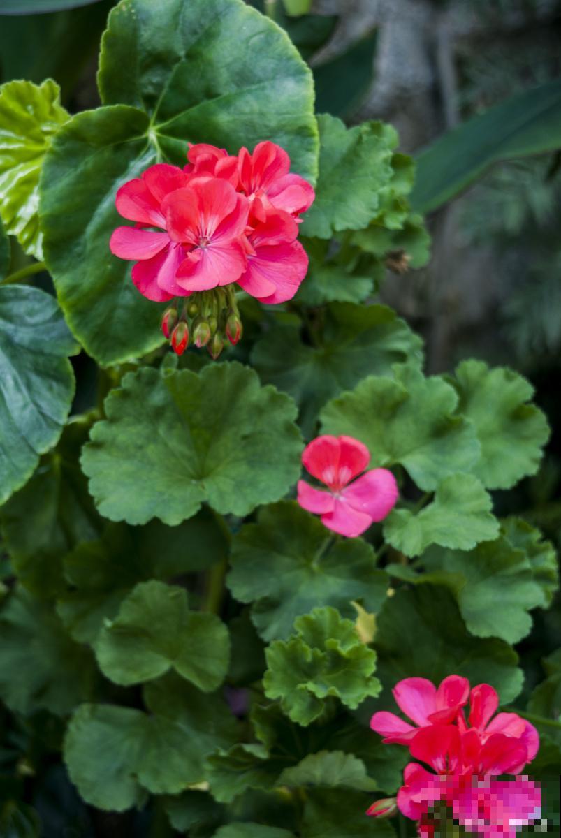 天竺葵如何繁殖？