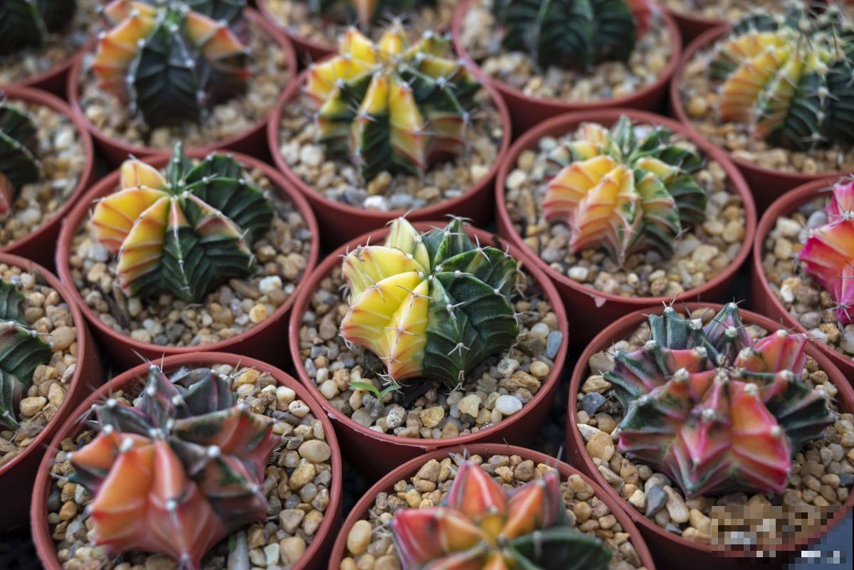 绯花玉什么时候开花