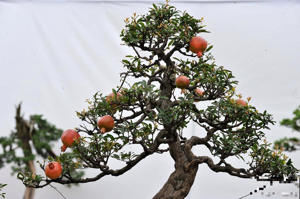 盆景石榴怎样修剪造型