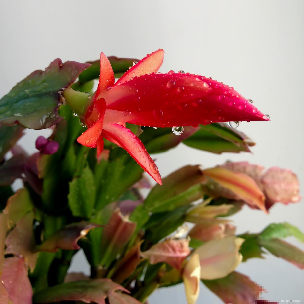 蟹爪兰怎么施肥？