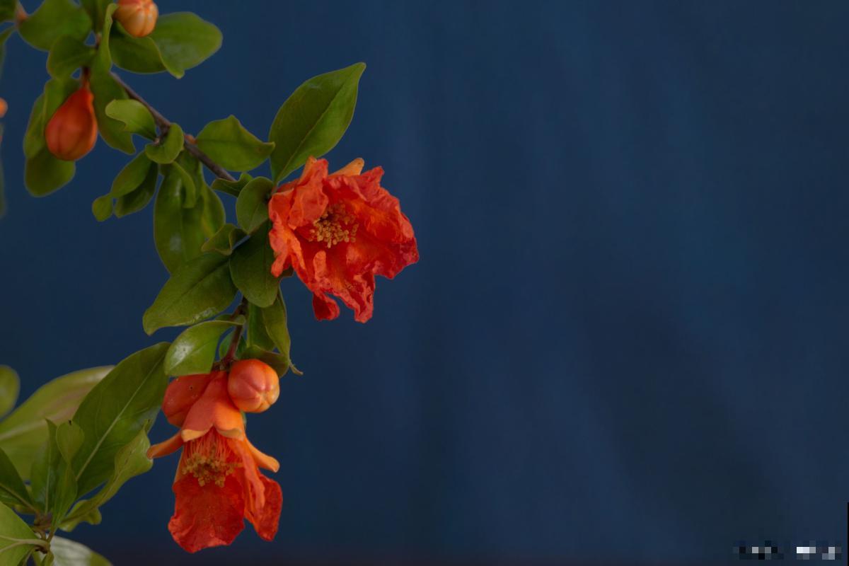 石榴花如何扦插？