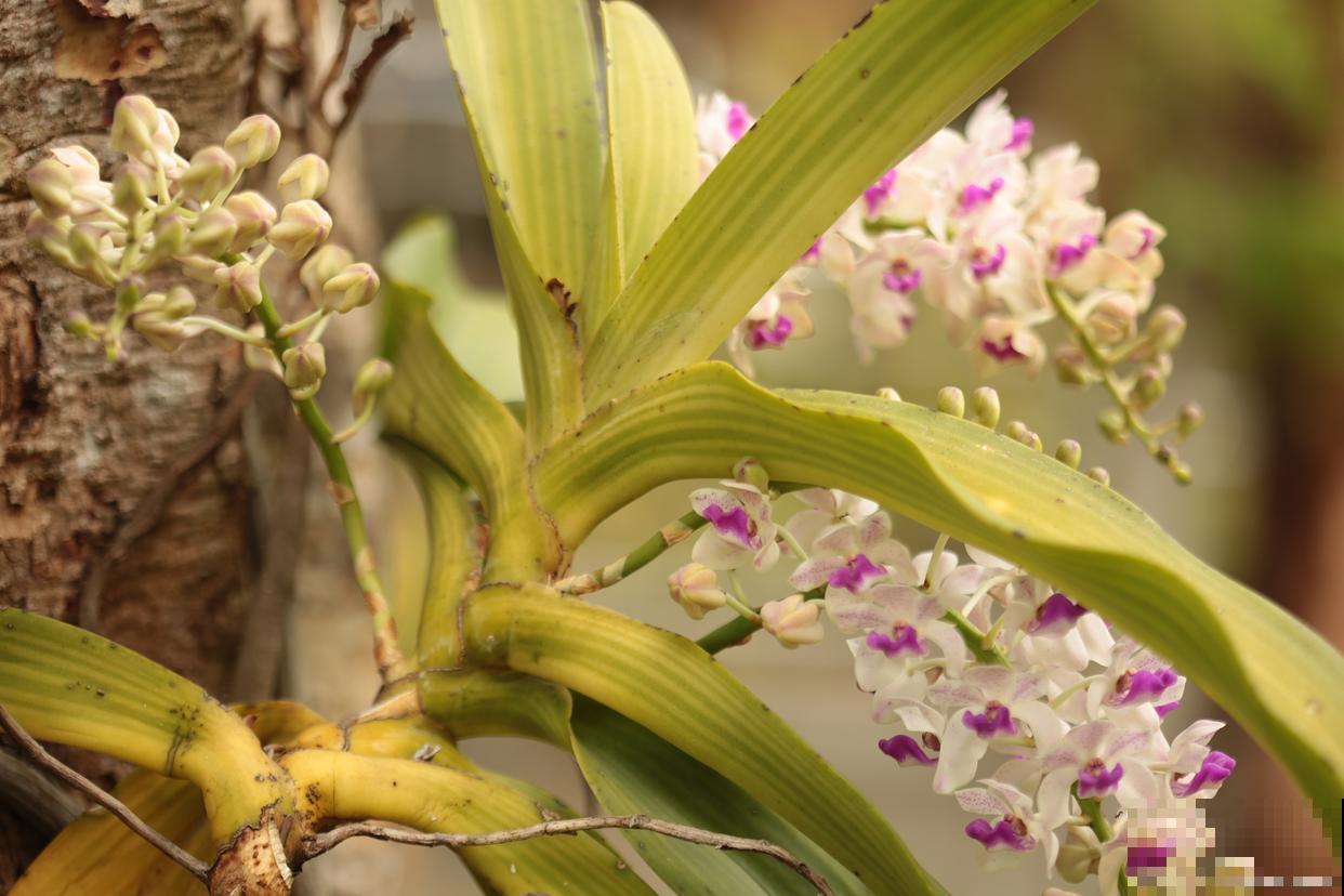 凤尾兰怎么修剪？