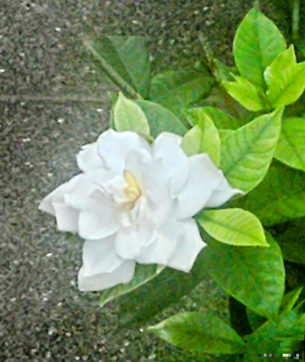 栀子花叶子晒蔫了，能够恢复吗？