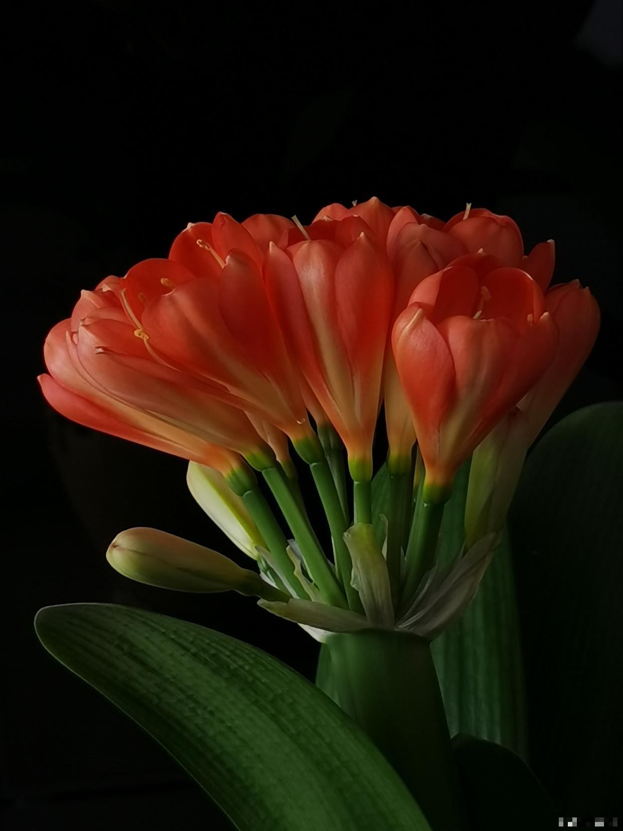 君子兰割头之后如何养