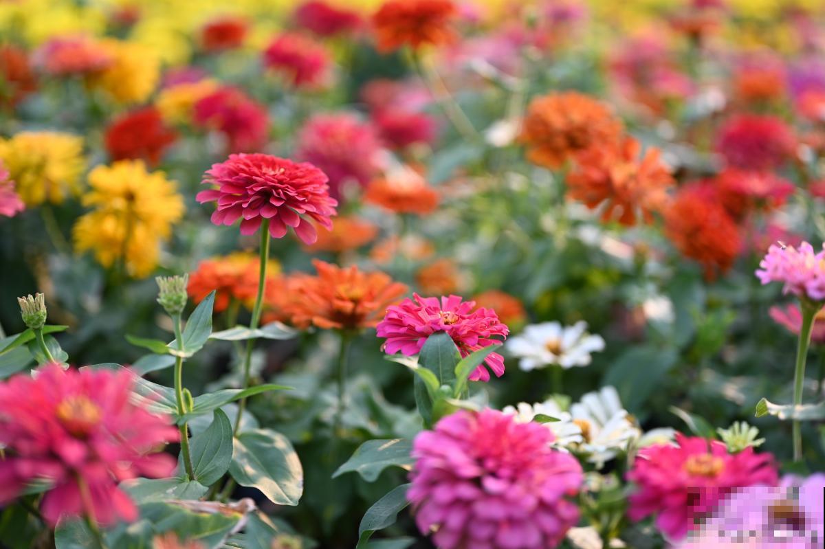 百日草什么时候摘心