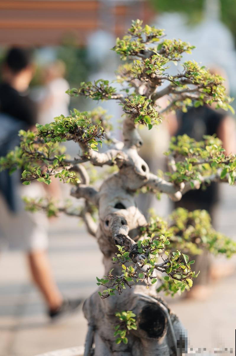 珍珠黄杨怎么养？