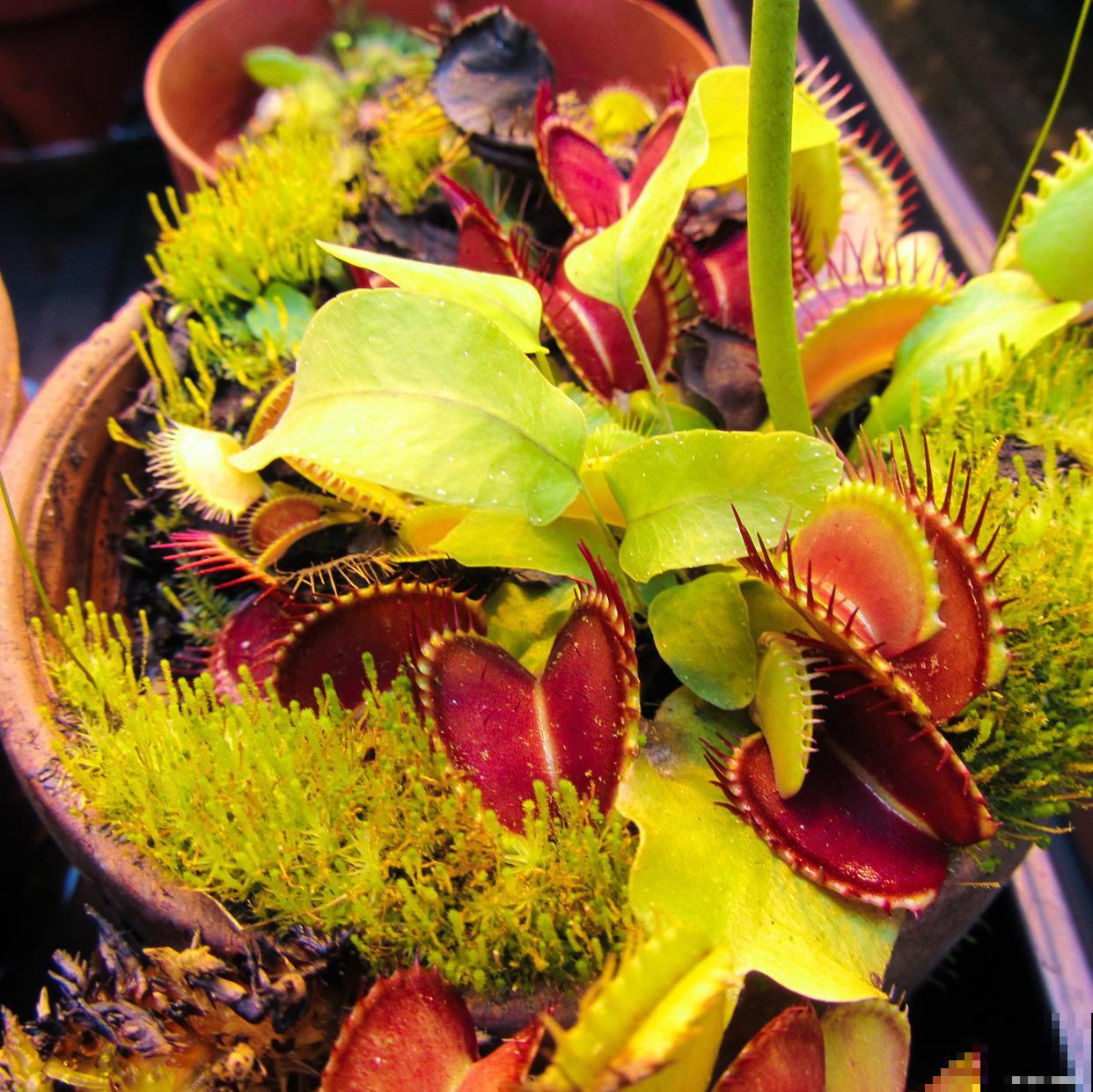 如何养捕蝇草的？