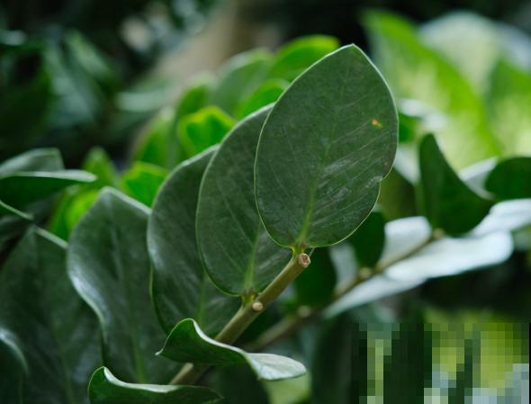 金钱树分株繁殖，主要看这5步，在家也能进行