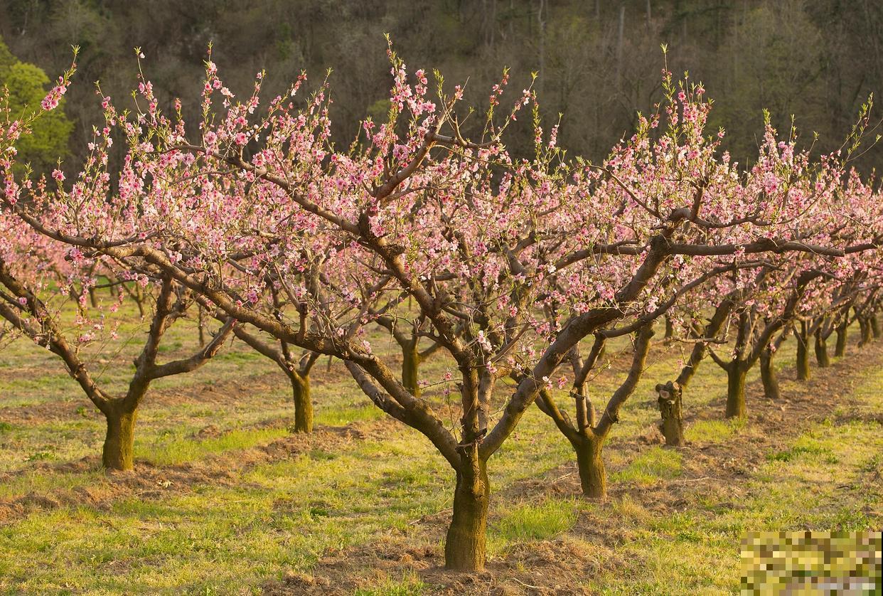 夏季植物有哪些？