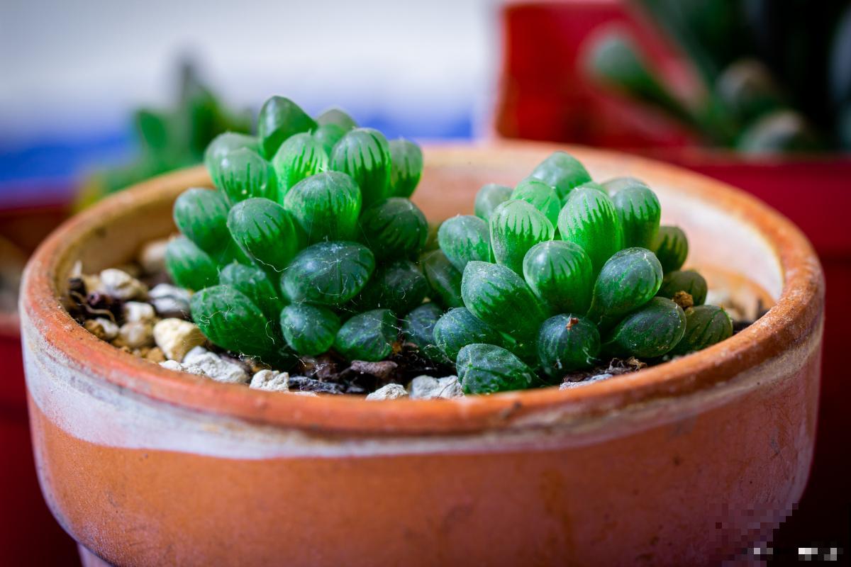 玉露开花了怎么办