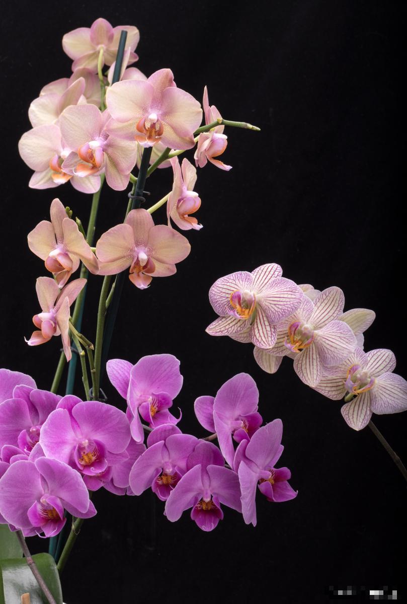 兰花品种如何区分