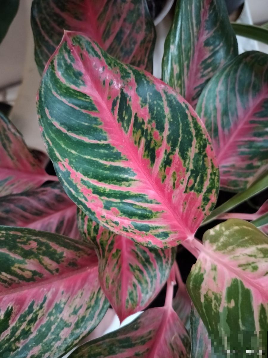 双线竹芋叶子变干怎么办