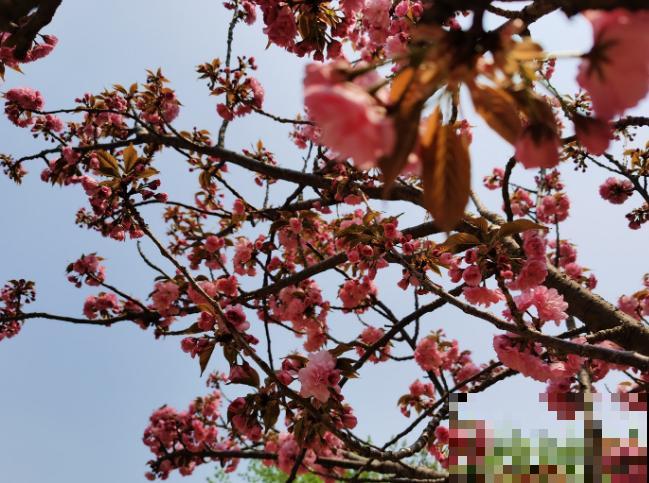 樱花盆栽养殖，注意这5点，室内也能养开花