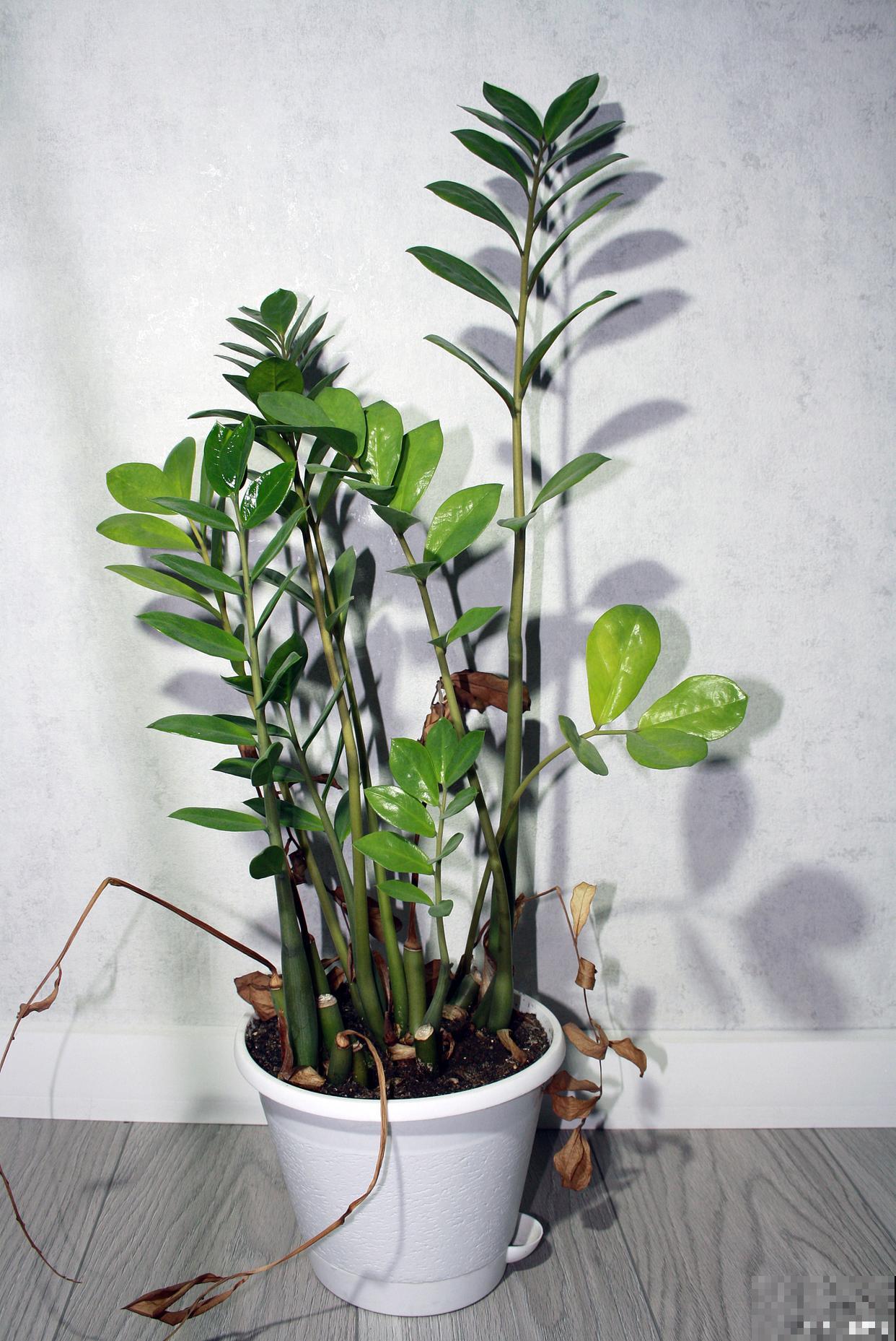 盆栽金钱树怎么养护与浇水