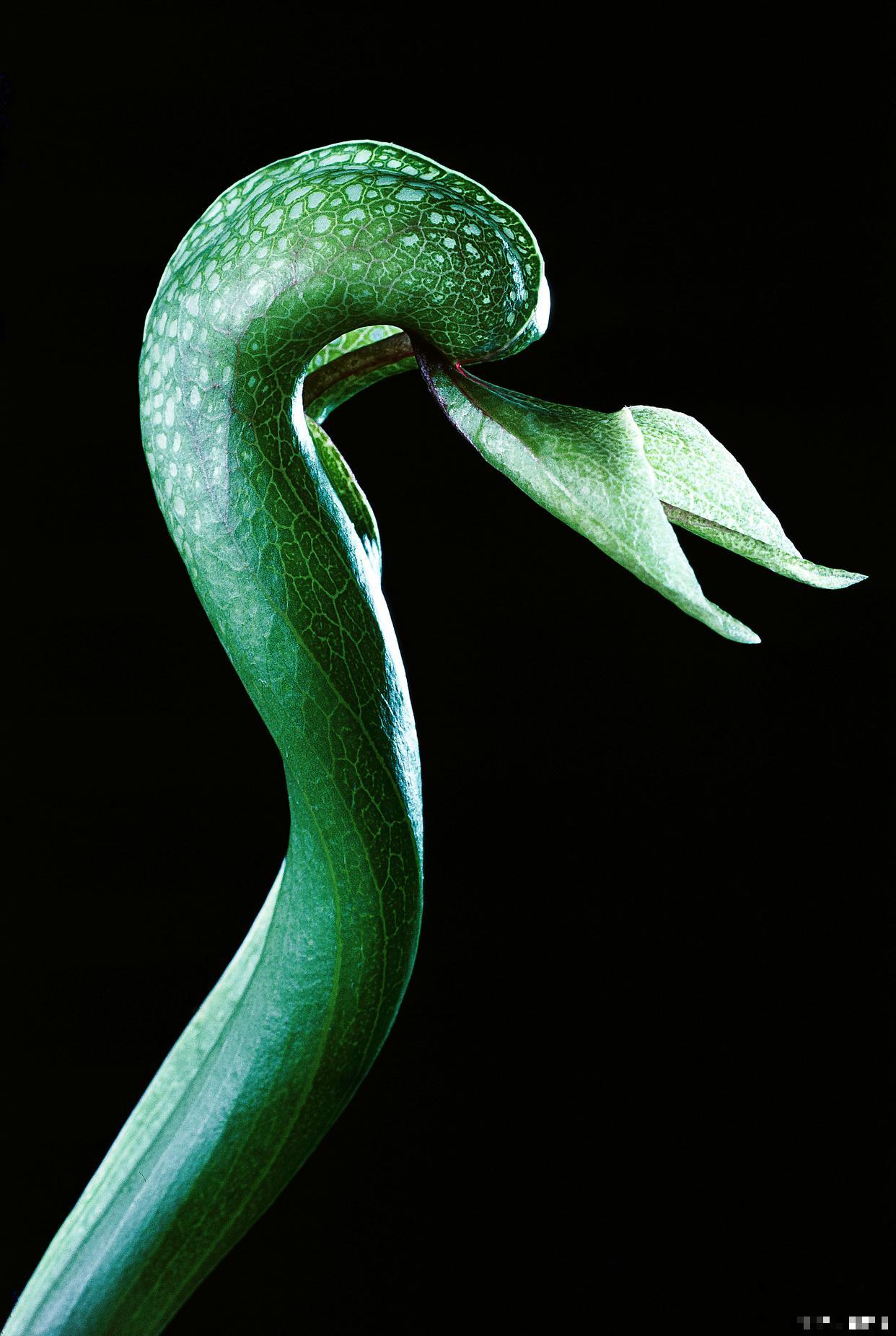 眼镜蛇瓶子草怎么养