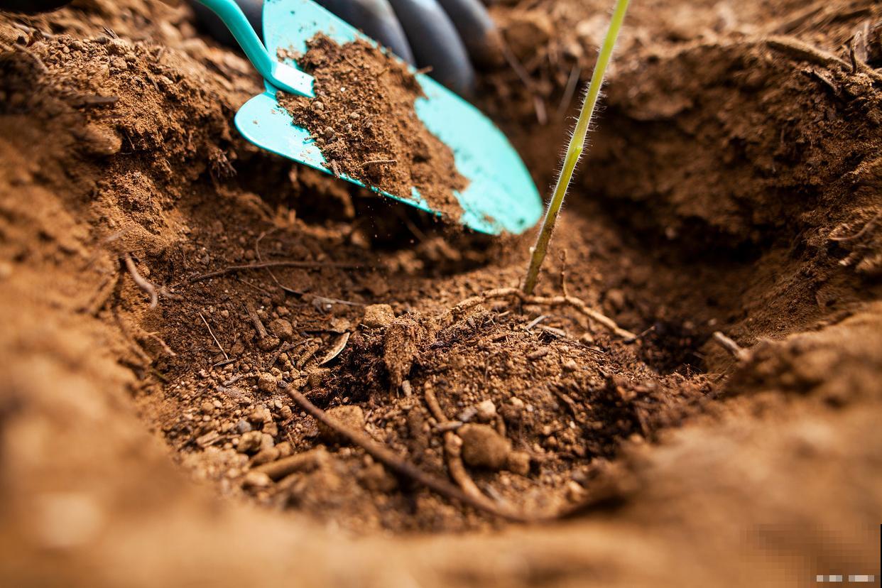 碱性土有哪些种类