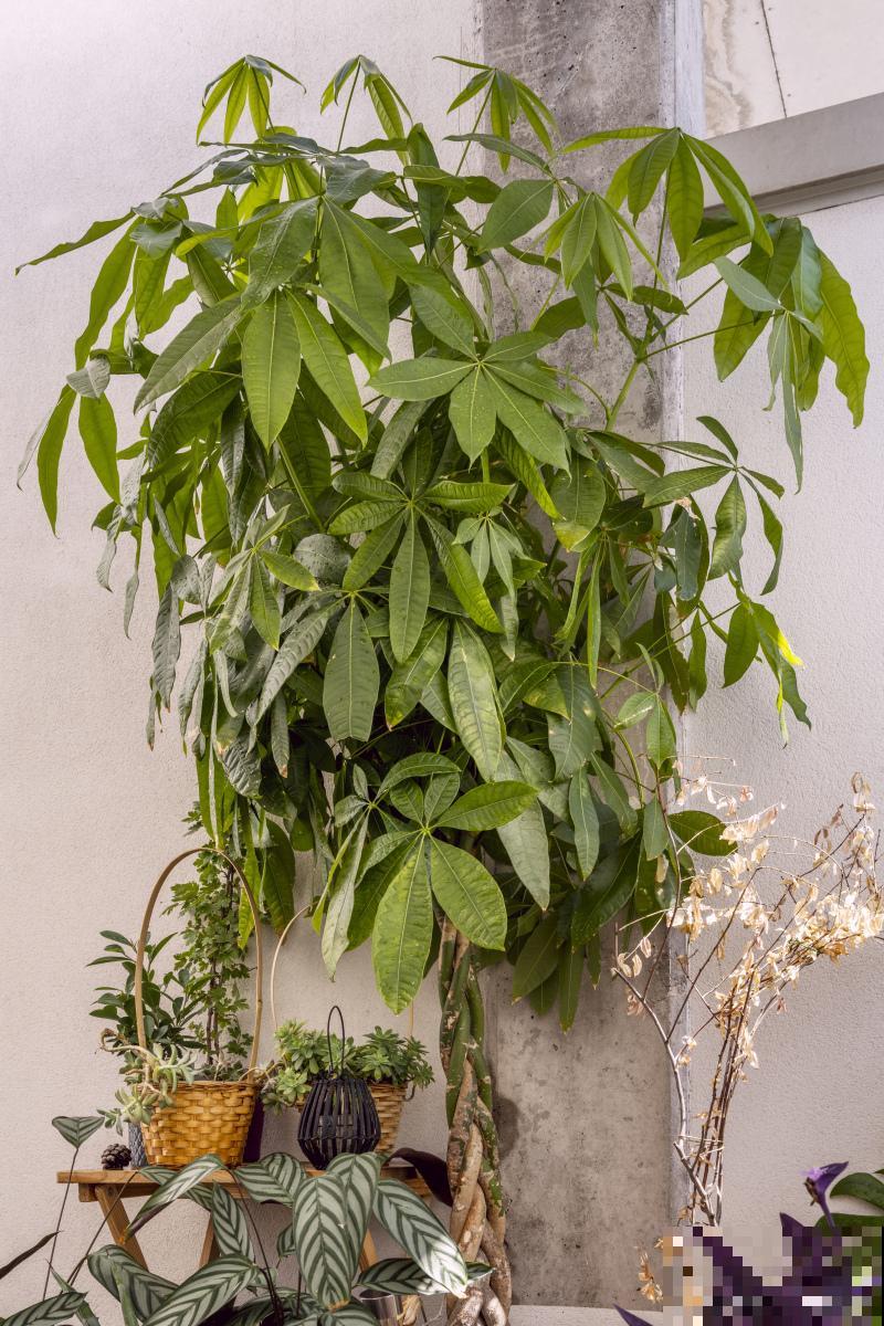 鹅掌柴用什么肥料 鹅掌柴用什么肥料