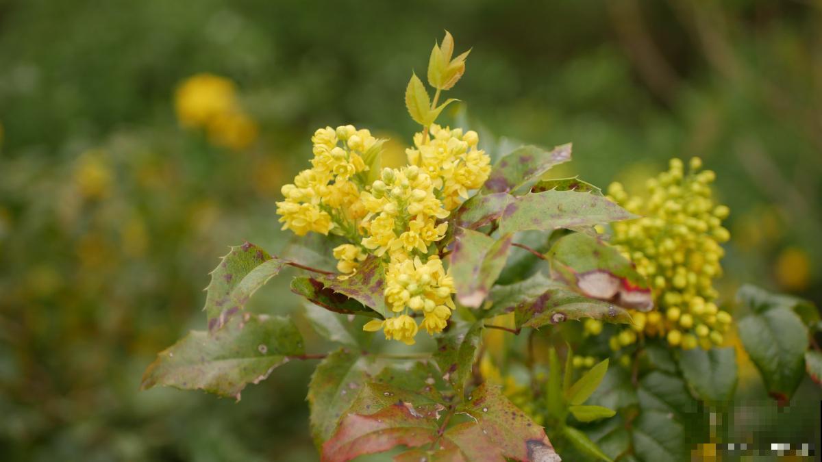 棣棠树怎么养的? 棣棠树怎么养的?