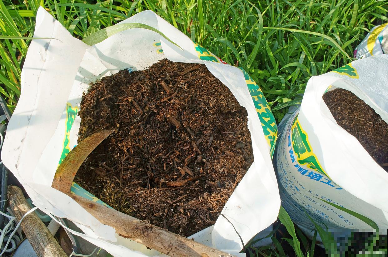 茉莉花有虫子怎么去除