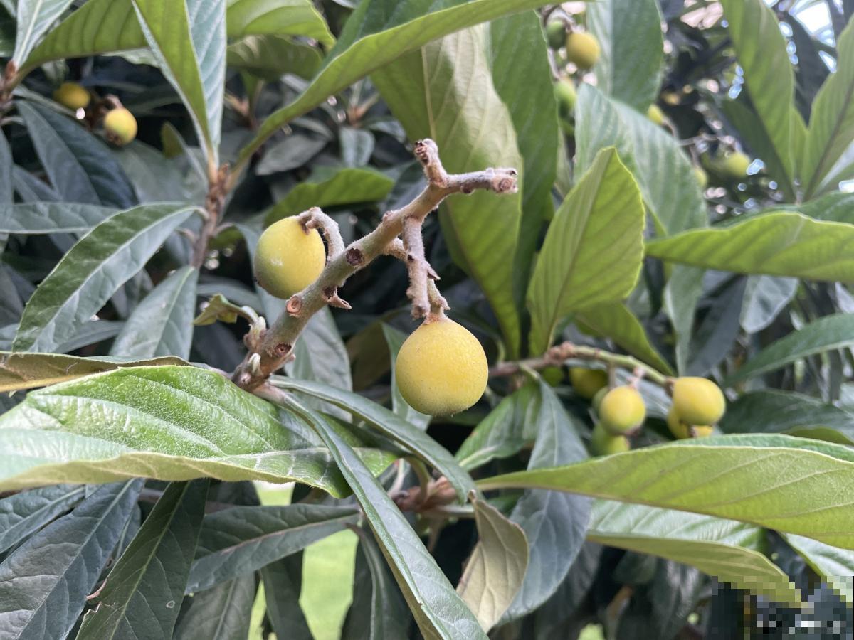 枇杷嫁接方法及时间