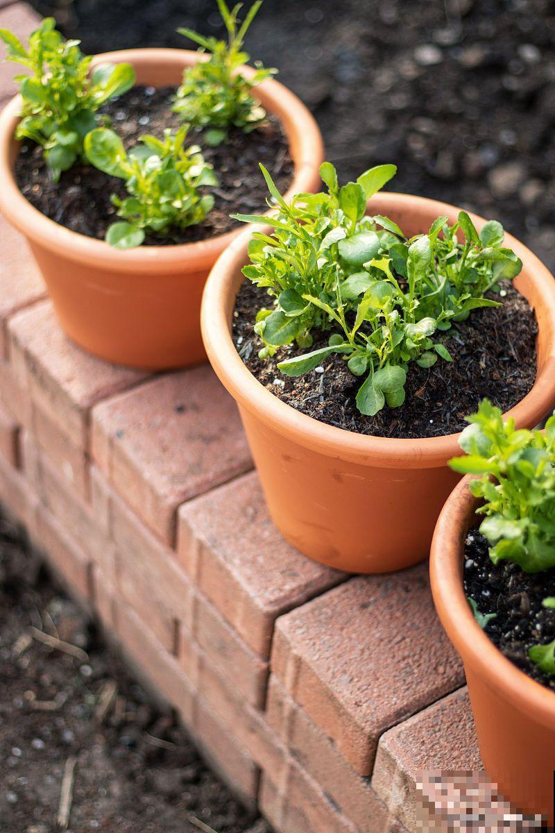 三叶草老桩盆景怎么养 三叶草老桩盆景怎么养