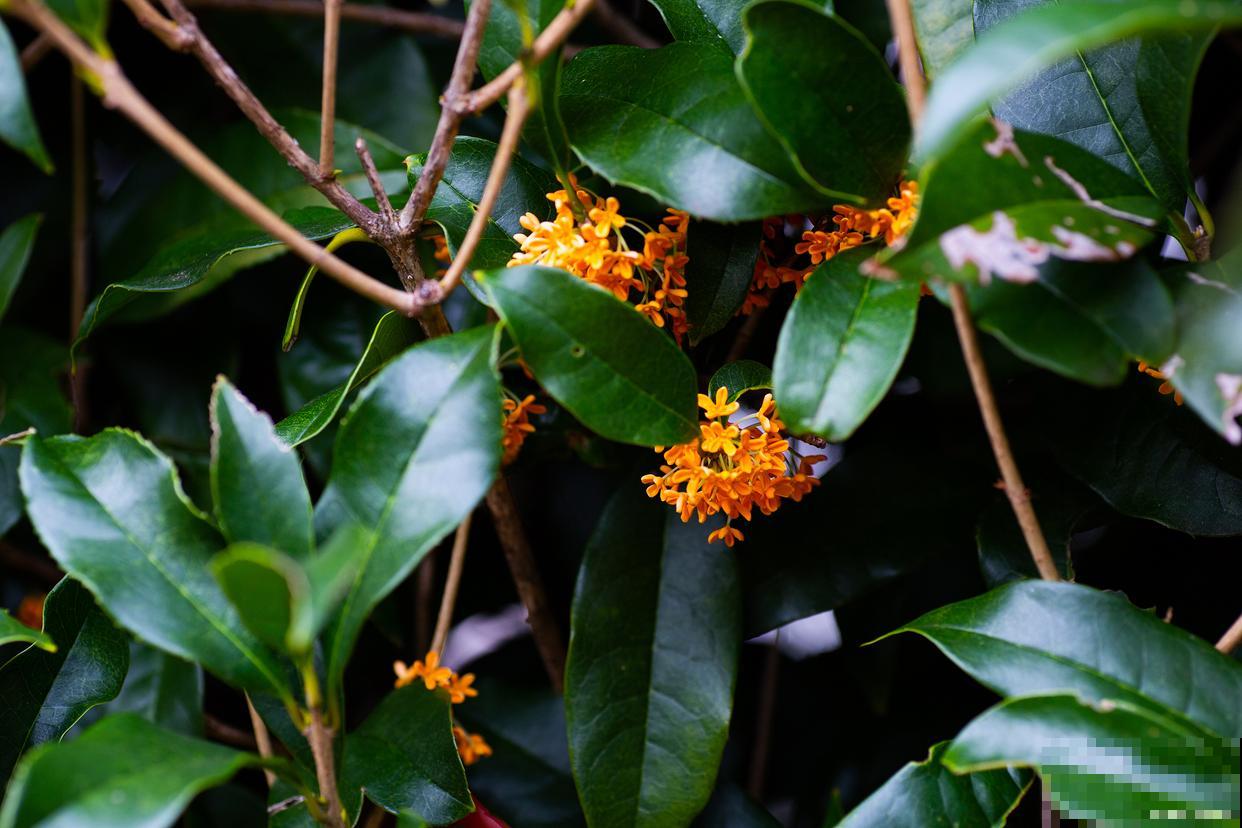 丹桂如何养殖的? 丹桂如何养殖的?