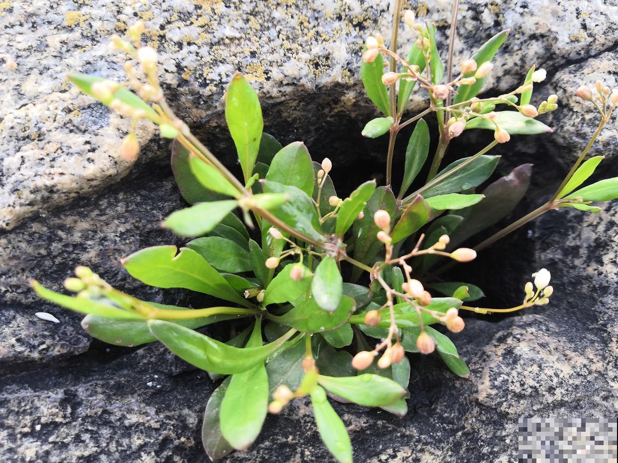 枝干番杏怎么修剪? 枝干番杏怎么修剪?